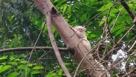Sagui albino é avistado em árvore