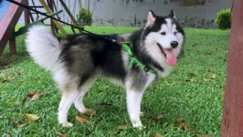 Tarde de sexta-feira (8) irá marcar encontro de Huskys Siberianos