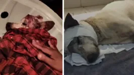 O suspeito fugiu após perceber os gritos de dor do cachorro