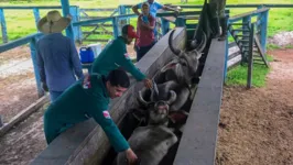 Pará é considerado área livre de aftosa com vacinação.