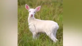 Filhote de veado albino encontrado no Pantanal