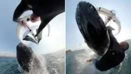 Vídeo assustador mostra momento em que surfista é atingido em cheio por baleia-jubarte e arrastado para baixo.