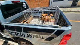 Cães foram levados para abrigo de animais após serem resgatados pela DEMAPA