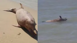 O boto cor-de-rosa flutou no rio até encalhar na areia.