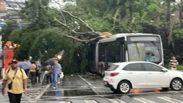 O Corpo de Bombeiros registrou  874 chamados sobre quedas de árvores em toda a capital paulista.