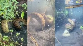 Momento em que a Sucuri da abraço mortal em porco do mato