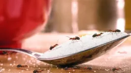 As formigas pertencem à família Formicidae da ordem Hymenoptera