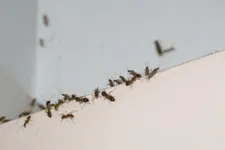 Imagem ilustrativa da notícia Água no pé da mesa ajuda a evitar formigas em casa? Confira!