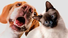 Veja o resultado desse estudo em uma revista científica sobre o nível de felicidade e autoestima entre os tutores de cães e gatos.
