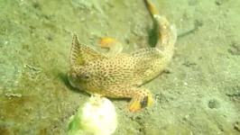 Os cientistas vinham tentando há anos encontrar um espécime do peixe-mão-pintado.