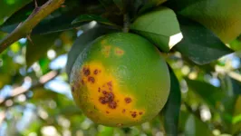 O greening avançou de forma acelerada nos pomares de São Paulo principal polo produtor de laranja no mundo