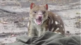 Quoll malhado capturado em fazenda na Austrália