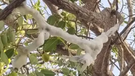 "Gelo" em árvore intriga agricultores no Ceará. Especialista explica o fenômeno.