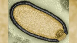 Um dos vírus foi descoberto em 2014 pelo virologista Jean-Michael Claveire
