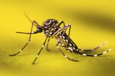 Imagem ilustrativa da notícia Infecção por zika eleva risco de caso grave de dengue