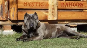 Um cachorro da raça American bandogge.