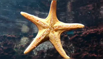 Imagem ilustrativa da notícia Onde fica a "cabeça" da estrela-do-mar? Cientistas já sabem