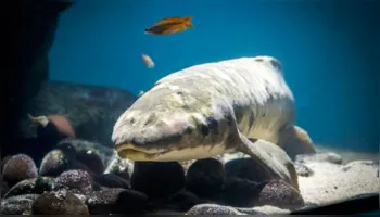 Imagem ilustrativa da notícia Revelada a idade do peixe de aquário mais velho do mundo