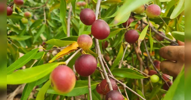 Imagem ilustrativa da notícia Camu-camu é usada para restauração da floresta amazônica