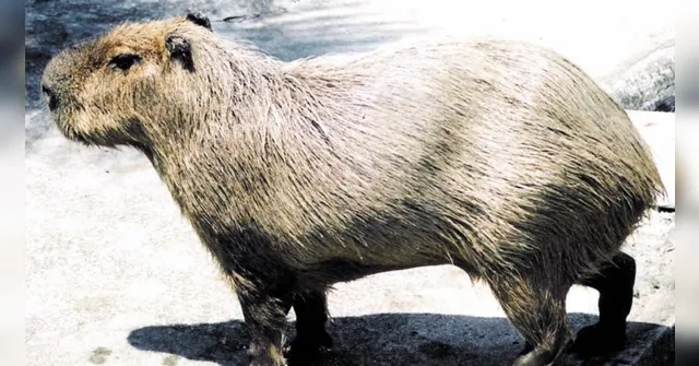 Imagem ilustrativa da notícia Homem é preso em flagrante com carne de capivara congelada