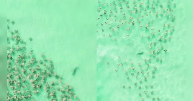 Imagem ilustrativa da notícia Vídeo: tubarão é flagrado perseguindo centenas de arraias