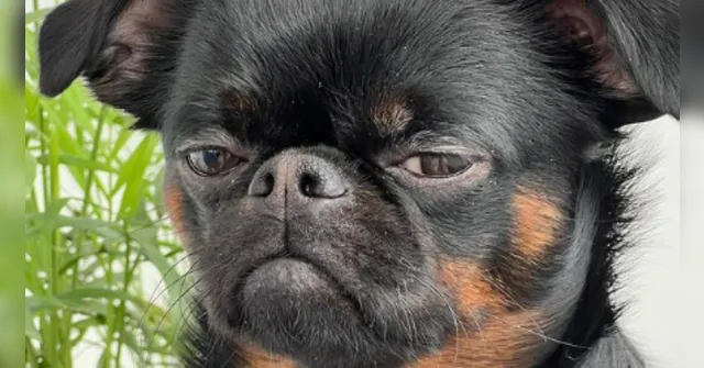 Imagem ilustrativa da notícia Cachorro viraliza no Instagram com cara de "poucos amigos"