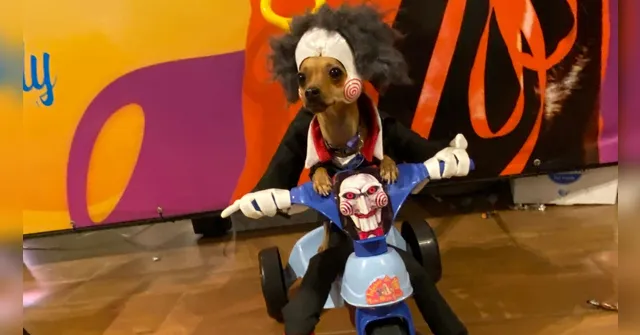 Imagem ilustrativa da notícia Hallowen pet: concurso reuniu mais de 25 pets fantasiados