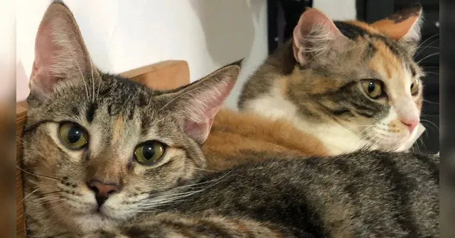 Imagem ilustrativa da notícia Você sabe o que significa quando o gato "amassa pãozinho"? 