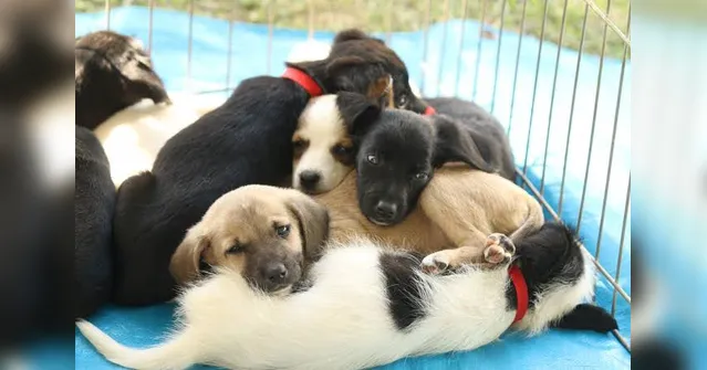Imagem ilustrativa da notícia Animais recebem serviços gratuitos de saúde e adoção