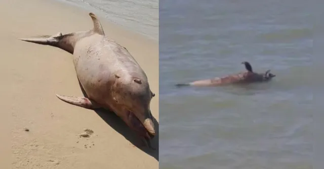 Imagem ilustrativa da notícia Boto cor-de-rosa é encontrado morto em praia de Outeiro