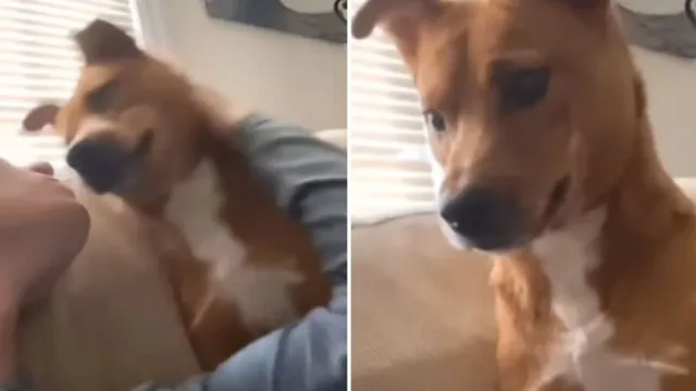 Imagem ilustrativa da notícia Vídeo: cão recebe beijo do tutor e tem reação inusitada