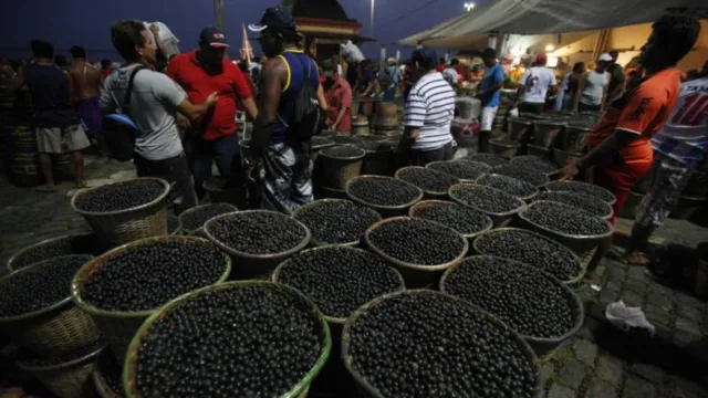 Imagem ilustrativa da notícia Fábrica transforma caroço do açaí em carvão no Pará