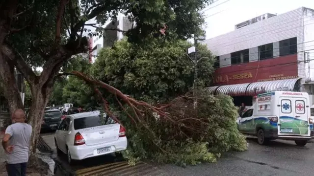Imagem ilustrativa da notícia Queda de árvore complica trânsito após chuva forte em Belém