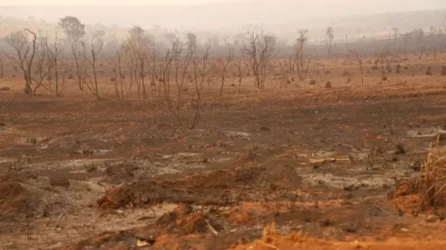 Imagem ilustrativa da notícia Desmatamento do Cerrado cresce 3% em um ano