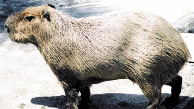 Imagem ilustrativa da notícia Homem é preso em flagrante com carne de capivara congelada