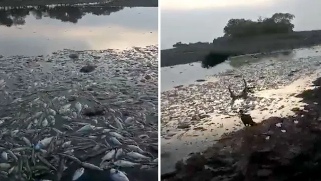 Imagem ilustrativa da notícia Vídeo dramático: peixes morrem por seca extrema em Alenquer