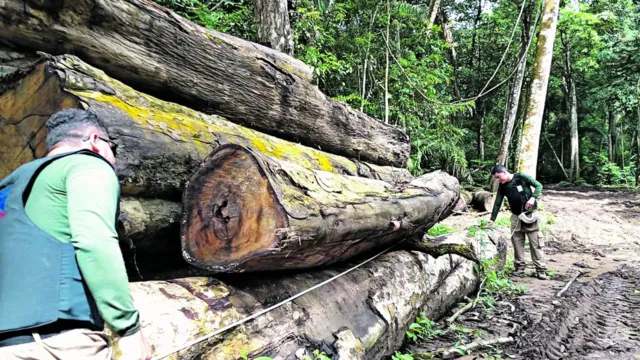 Imagem ilustrativa da notícia Pará reforça ações de fiscalização ambiental; entenda!