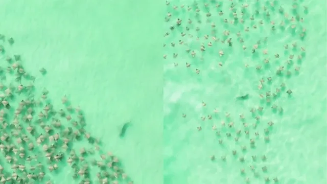 Imagem ilustrativa da notícia Vídeo: tubarão é flagrado perseguindo centenas de arraias
