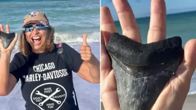 Imagem ilustrativa da notícia Mulher encontra dente de tubarão pré-histórico na praia