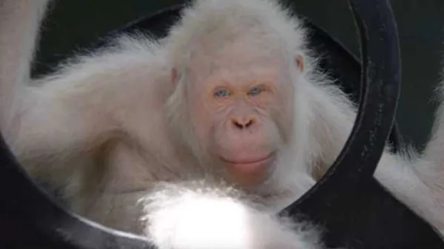 Imagem ilustrativa da notícia Vídeo: Orangotango albino é achado em floresta na Indonésia