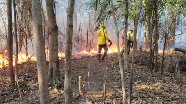Imagem ilustrativa da notícia Amazonas têm 1.664 focos de incêndio florestal