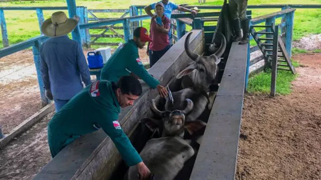 Imagem ilustrativa da notícia Vacinação contra a febre aftosa é prorrogada no Pará