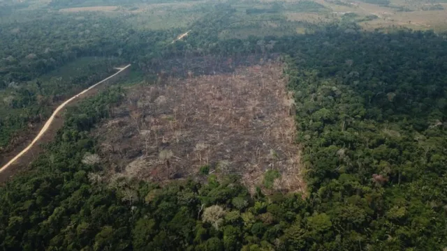 Imagem ilustrativa da notícia Marina anuncia redução de 50% do desmatamento na Amazônia