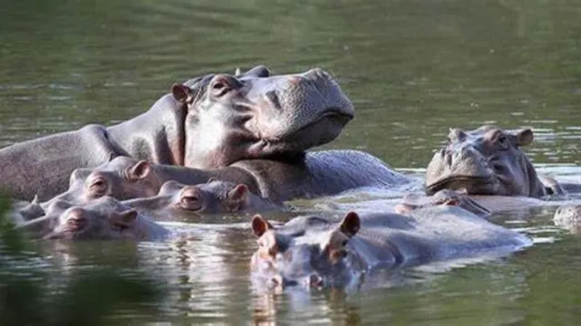 Imagem ilustrativa da notícia Hipopótamos de Pablo Escobar serão sacrificados