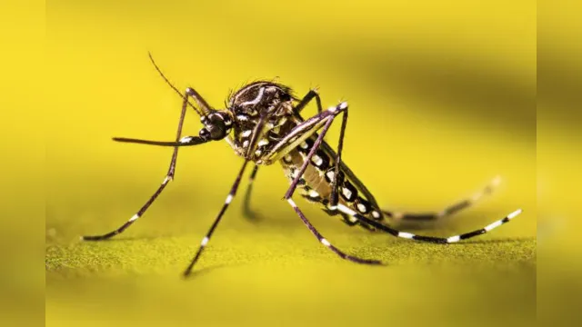 Imagem ilustrativa da notícia Infecção por zika eleva risco de caso grave de dengue