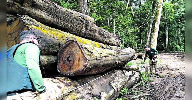 Imagem ilustrativa da notícia Pará reforça ações de fiscalização ambiental; entenda!