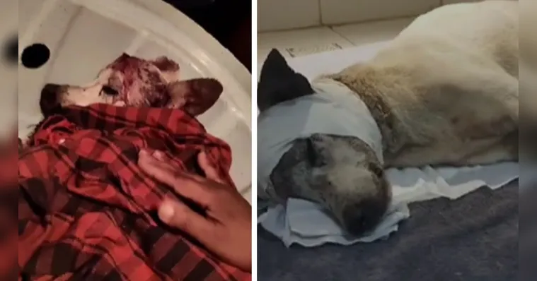 Imagem ilustrativa da notícia Vídeo: cachorro morre após ser espancado em Belém