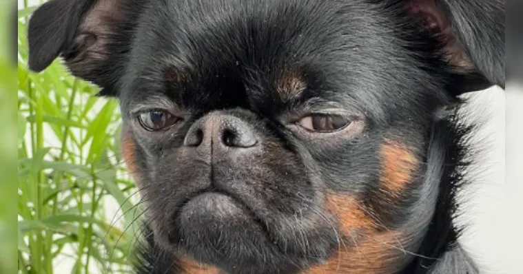 Imagem ilustrativa da notícia Cachorro viraliza no Instagram com cara de "poucos amigos"
