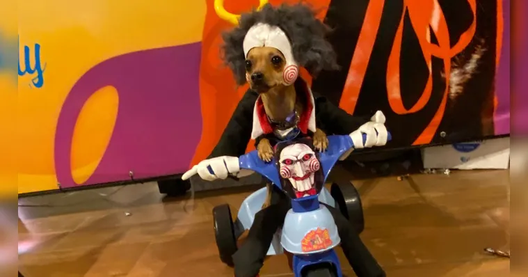 Imagem ilustrativa da notícia Hallowen pet: concurso reuniu mais de 25 pets fantasiados