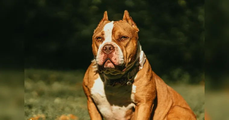 Imagem ilustrativa da notícia País bane raça famosa e cães podem ser sacrificados